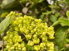 -悦哉·派对·草坪婚礼·围炉煮茶(三圣乡店)