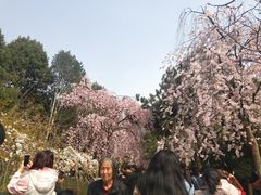 -西安青龙寺遗址景区