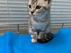 -瑞派·关忠动物医院·猫专科·犬专科(三环新城店)