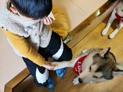 -Husky Go! 哈士奇体验馆·宠物咖啡厅狗咖