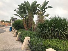 -宝安西湾红树林湿地公园