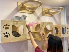 -猫咪派对(江南西店)