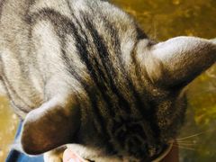 -猫猫幼稚园·撸猫·桌游·电玩