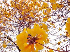 -天适樱花悠乐园