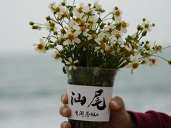 -汕尾风车岛