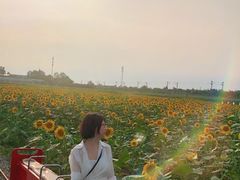 -桤木河湿地公园