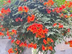 -懋隆金阁·博山菜