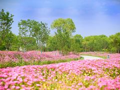 -花开海上生态园