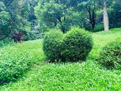 -云溪植物园