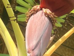-曼丢傣家古寨