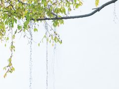 -艺圃