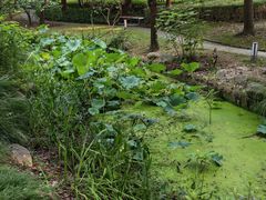 -陈家山荷花公园