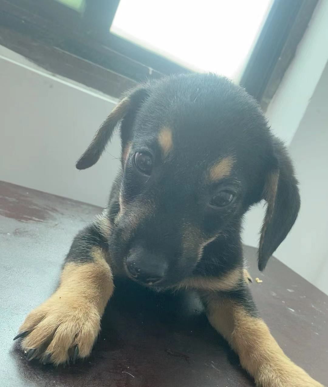 小狗三个月大,有需要的可以联系