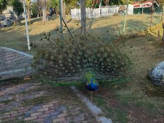-灵玲国际马戏城
