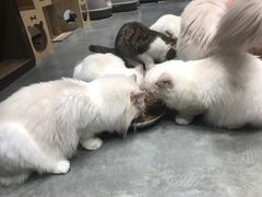 -瞄一喵猫咖(格力海岸店)