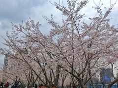 -龙美术馆(西岸馆)