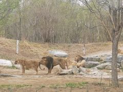 -北京野生动物园
