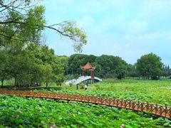 -洪湖生态旅游区