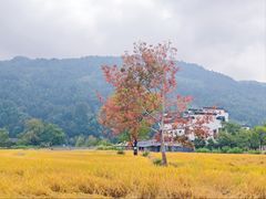 -塔川景区