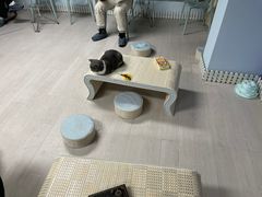 -喵百万·布偶·蓝金金渐层英短·猫舍(百子湾店)