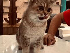 -飞行喵MR PILOT|猫舍·猫咖(静安大融城店)