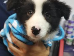 -翊宠yipet猫狗购宠庄园犬舍•猫舍