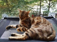 -猫和宫(六道口店)
