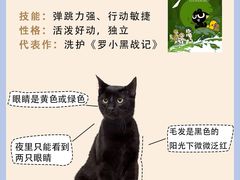 -翊宠yipet猫狗购宠庄园犬舍•猫舍