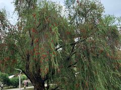 -人民公园(罗湖区)