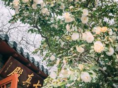 -青岛崂山太清宫