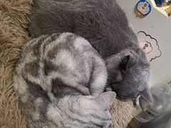 -猫小院猫主题咖啡厅(北锣店)