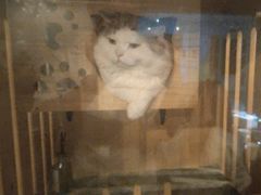 -Mr.Fox狐狸先生超级密室(南山店)