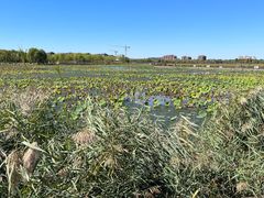 -天津东丽湖风景区