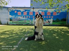 -宠物寄养训练学校
