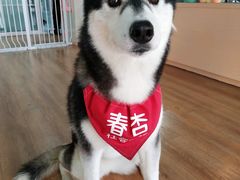 春杏-Husky Go! 哈士奇体验馆·宠物咖啡厅狗咖