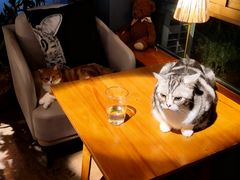 -咖法森林·咖啡  酒吧(天河店)