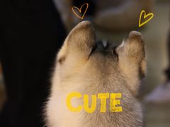 -Husky Go! 哈士奇体验馆·宠物咖啡厅狗咖