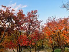 -北京西山国家森林公园