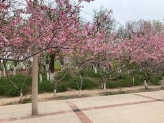 -桃花堤公园