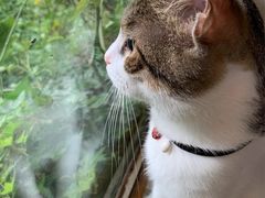 -海边的猫和咖啡馆