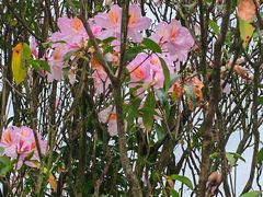 -梧桐山风景名胜区