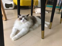 -猫在这儿猫咪咖啡馆·撸猫馆
