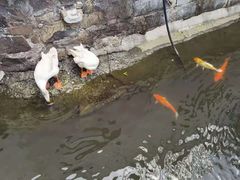 -豫园湖心亭茶楼