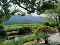 -中国茶叶博物馆(双峰馆区)
