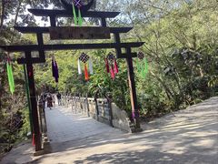 -西双版纳原始森林公园