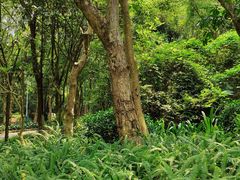 -火炉山森林公园