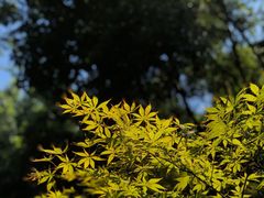 -颐和路民国时期公馆风貌区