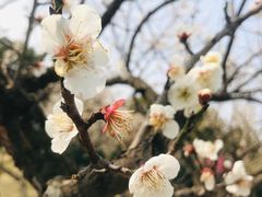 -香雪海