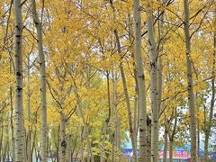 -森林公园(尖草坪区)