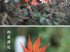 -常德桃花源景区